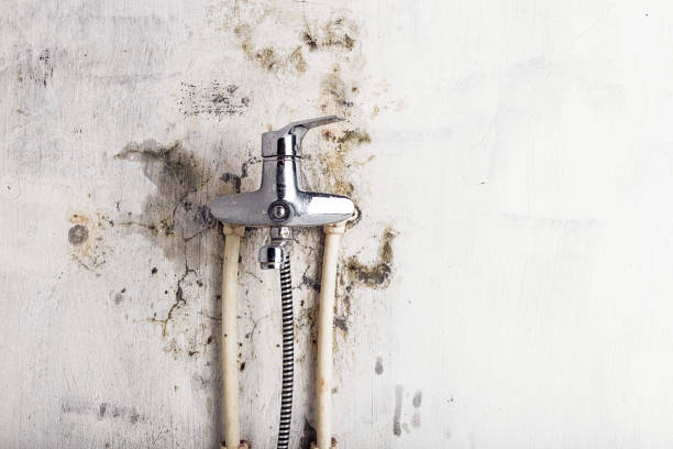 Best Certified Mold Removal  in Shelburn, IN