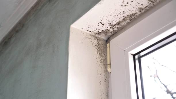 Best Crawl Space Mold Removal  in Shelburn, IN