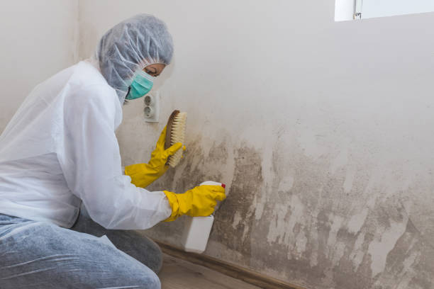 Best Mold Removal and Inspection  in Shelburn, IN