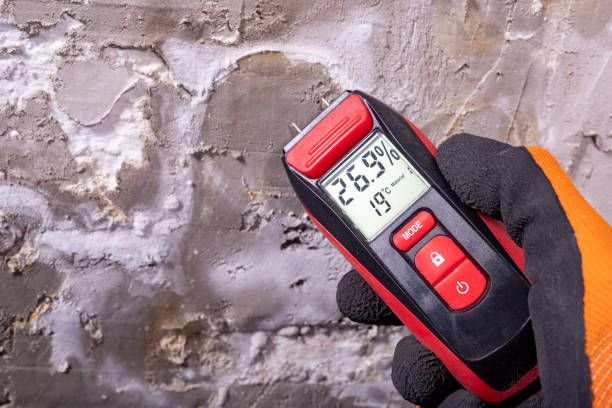 Best Mold Cleaning Services  in Shelburn, IN
