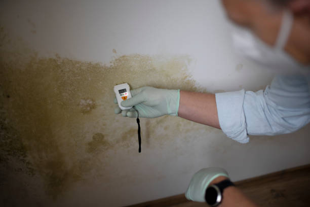 Mold Testing and Removal in Shelburn, IN