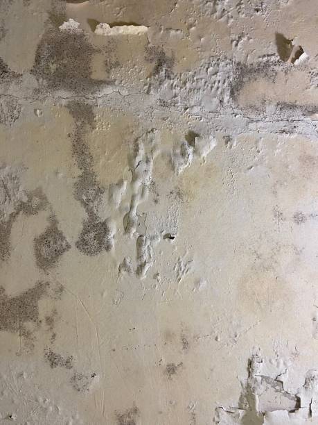 Best Mold Testing and Removal  in Shelburn, IN