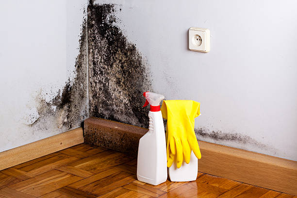 Best Local Mold Removal Service  in Shelburn, IN