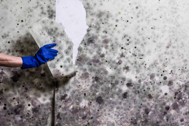 Best Commercial Mold Removal  in Shelburn, IN